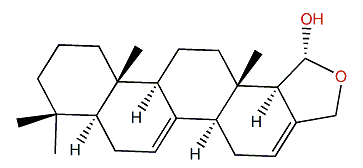 Mooloolabene H